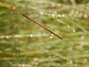 vanndråpe på strå